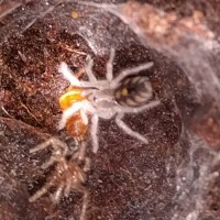 Hapalopus sp Colombia  ("large") sling, fresh molt