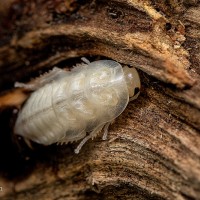 Halloween Hissing Cockroach (Elliptorhina javanica)