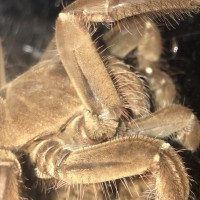 T stirmi/ blondi pic 2