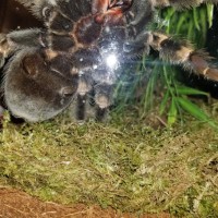 I had it for 6 years and dont know if its a male or female B. Smithi