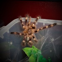 1.0 Poecilotheria subfusca 'Lowland'