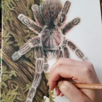 G. rosea Drawing