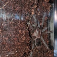 b.vagans sling burrowed