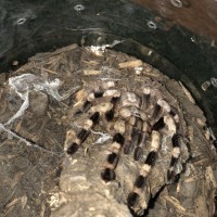 Female Poecilotheria miranda