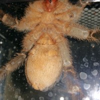 5+ inch A. seemanni