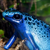 Poison dart frog