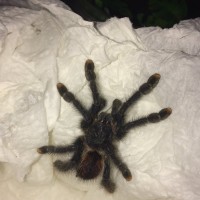 0.1.0 Juvenile Avicularia