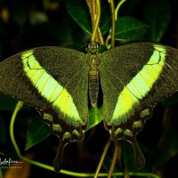 Papilio palinurus