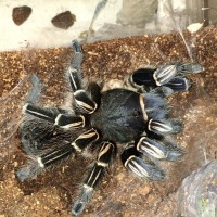 Freshly molted Aphonopelma Seemanni