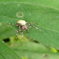 Araneus