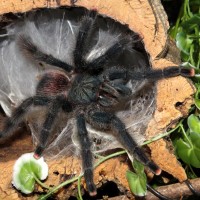 Afternoon Snack on the Porch (♀ Avicularia avicularia 5") 1/2
