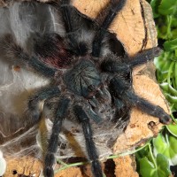 Afternoon Snack on the Porch (♀ Avicularia avicularia 5") 2/2
