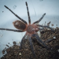 Thrixopelma sp. Blue Unsexed