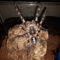 P.subfusca lowland