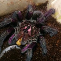 Pamphobeteus sp. "machalla"