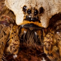 Whitebanded Fishing Spider (Dolomedes albineus)