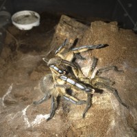 Harpactira pulchripes Pairing