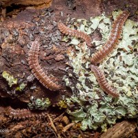 Pseudopolydesmus salad