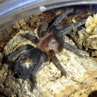 Thrixopelma cyaneolum 3/4" sling