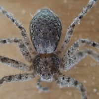 Philodromidae found on ceiling