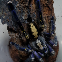 Poecilotheria metallica