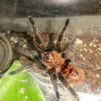 GBB