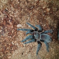 Brachypelma albopilosum