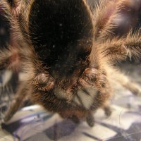 Grammostola sp. "North" #2