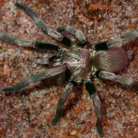 Trapdoor Baboon Spider-Cyphonisia sp.