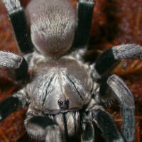 Trapdoor Baboon Spider-Cyphonisia sp.