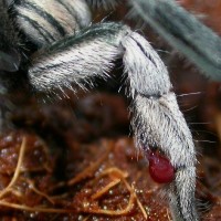 Trapdoor Baboon Spider-Cyphonisia sp.