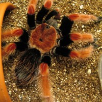 B. boehmei mature male