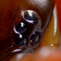 Scolopendra eyes