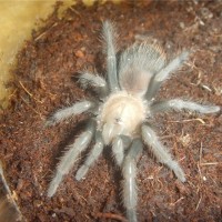 Brachypelma albiceps