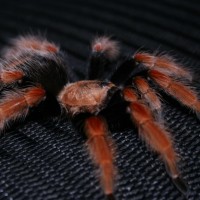 Brachypelma boehmei