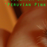 Avicularia urticans 'Peruvian Pinktoe' Spiderling