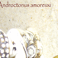 Androctonus amoreuxi