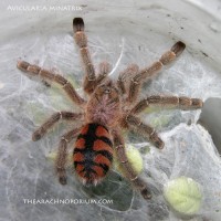 Avicularia minatrix spiderling (~1.5")