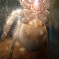 B. Smithi MALE or FEMALE?