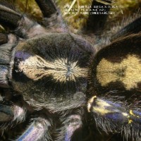 Poecilotheria metallica Female