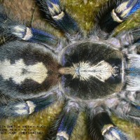 Poecilotheria metallica Female