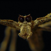 Deinopis, Net-Casting Spider