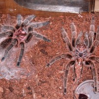 Grammostola rosea molting