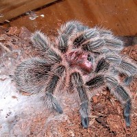 Grammostola rosea molting