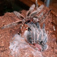 Grammostola rosea molting