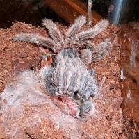 Grammostola rosea molting