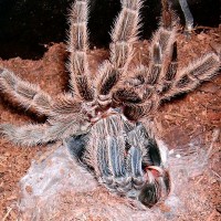 Grammostola rosea molting