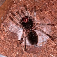 Grammostola rosea molting