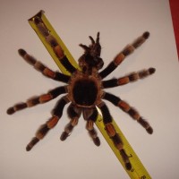 brachypelma smithi