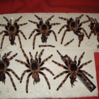 smithi skins